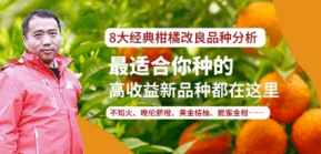 柑橘改进种类分析