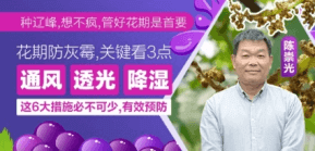 花期防灰霉，，，，，，，，关键看3点