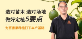 选对苗木 选对场地 做好定植5重点