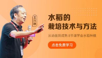 水稻的栽培技术与步骤
